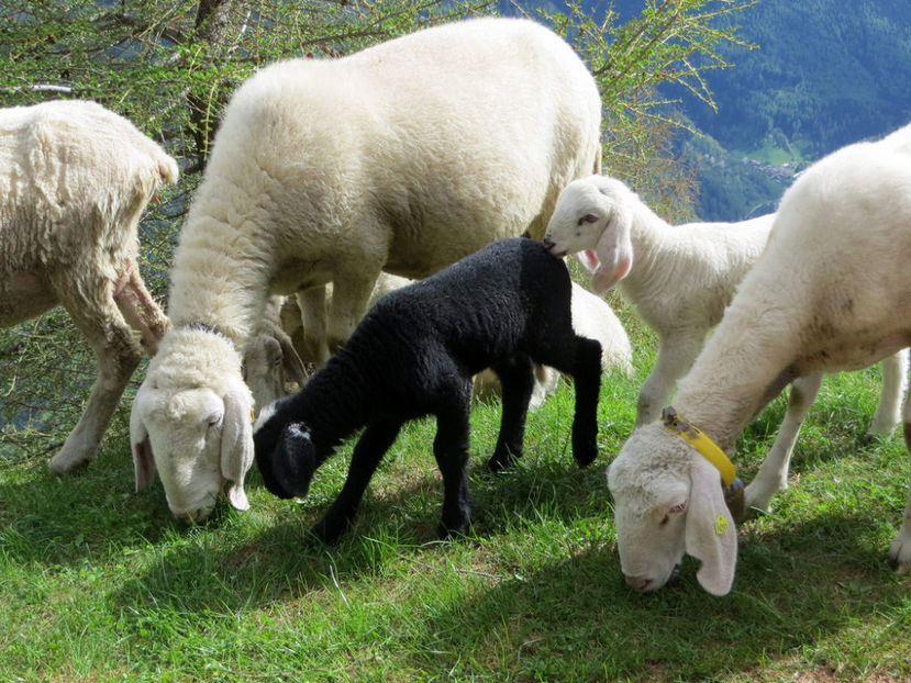 Oitele Bergschaf la iarba pe munti - Rase de oi si capre poze deosebite 13