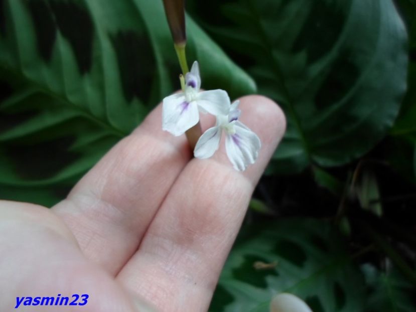  - X-Flori de toate felurile