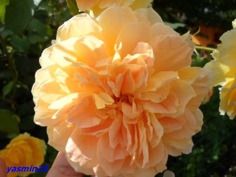 4.07.2016 - X-Hibiscus si Trandafiri