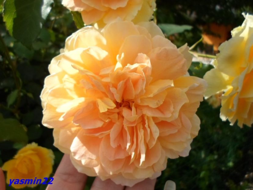4.07.2016 - X-Hibiscus si Trandafiri