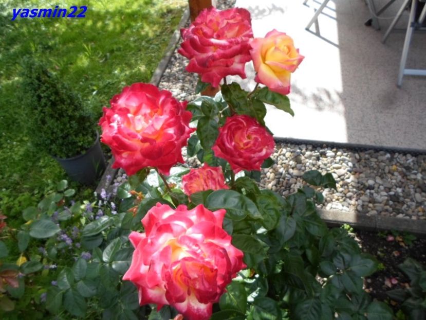 4.07.2016 - X-Hibiscus si Trandafiri
