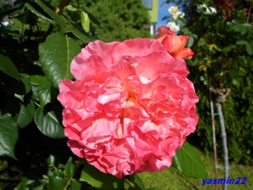  - X-Hibiscus si Trandafiri