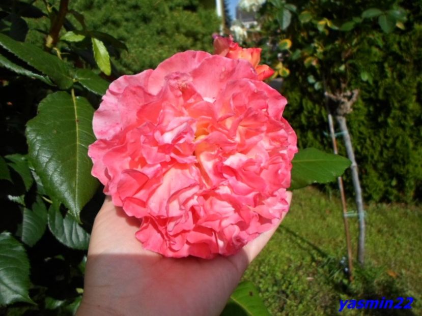  - X-Hibiscus si Trandafiri