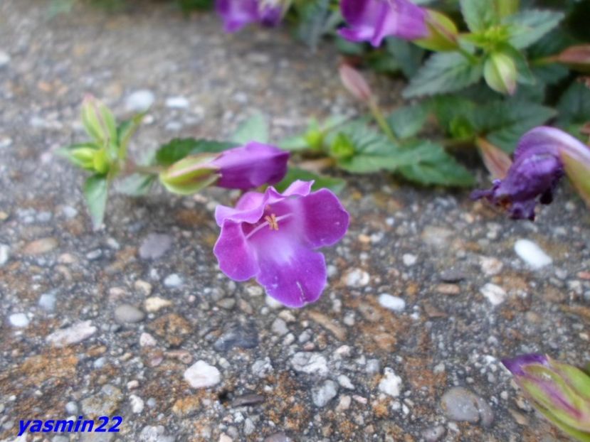  - X-Flori de toate felurile