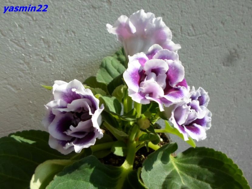  - Gloxinia hibrid