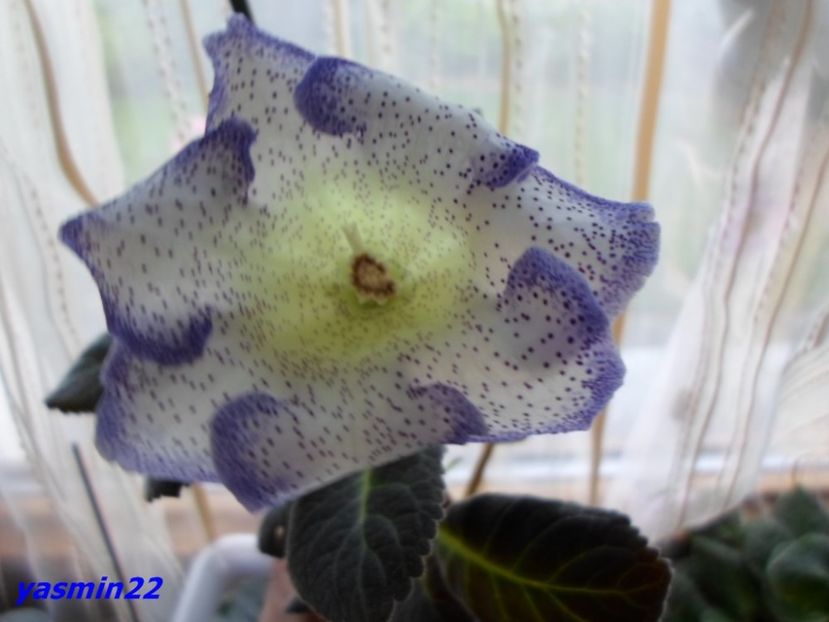 19.07.2016 - Gloxinia Tigrina Blue-pierdut