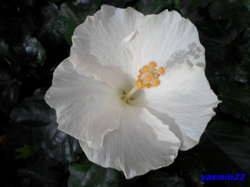 23.07.2016 - X-Hibiscus si Trandafiri