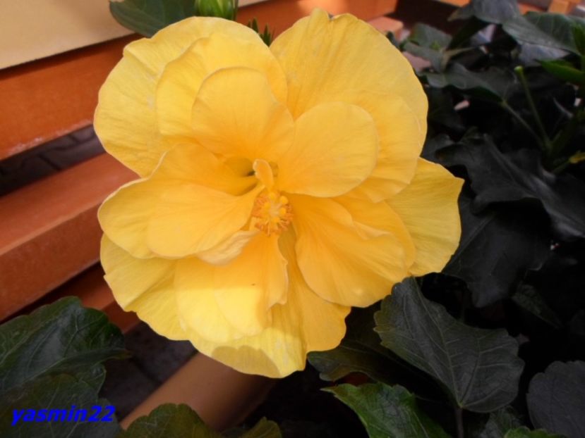 23.07.2016 - X-Hibiscus si Trandafiri
