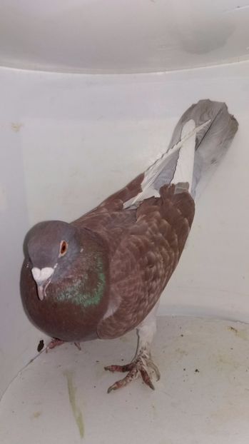 M 2014 vandut - De! voiajori vanduti