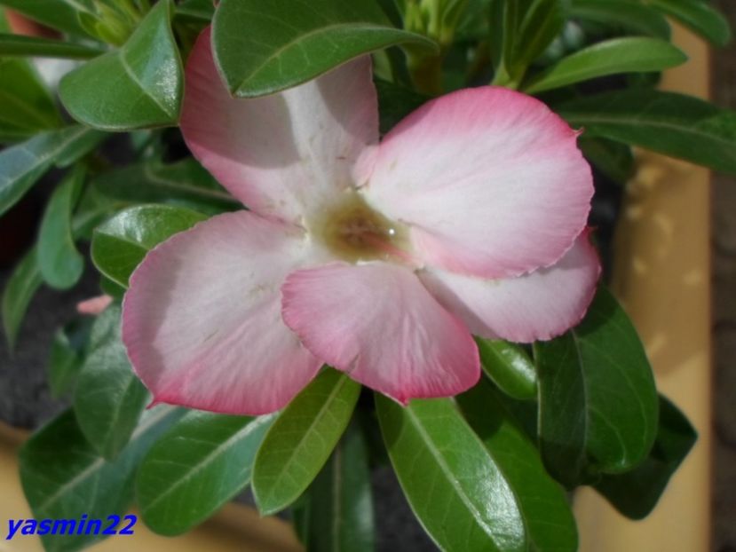  - X-Flori de toate felurile