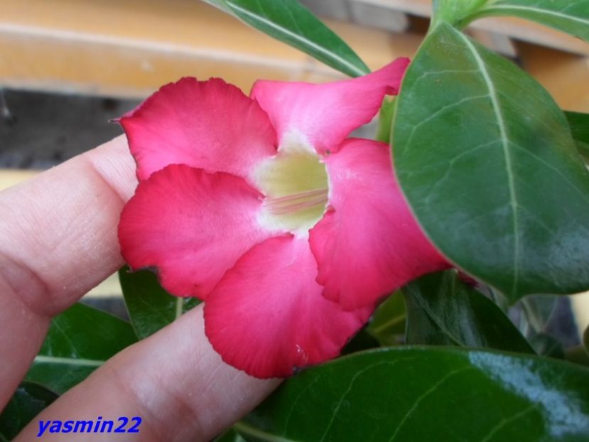  - X-Flori de toate felurile