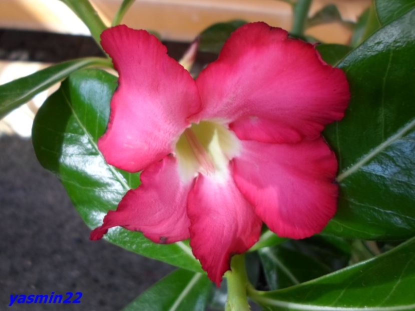  - X-Flori de toate felurile
