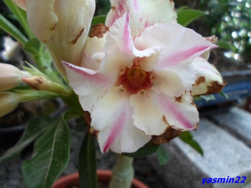  - X-Flori de toate felurile