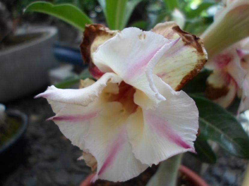  - X-Flori de toate felurile