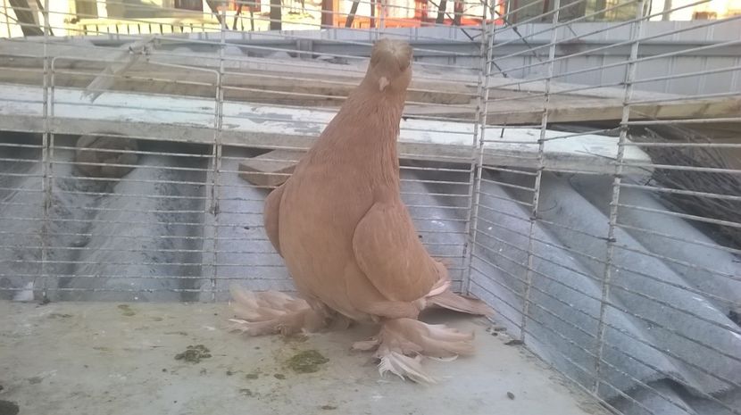  - jucatori de botosani