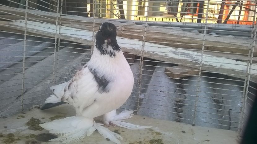  - jucatori de botosani