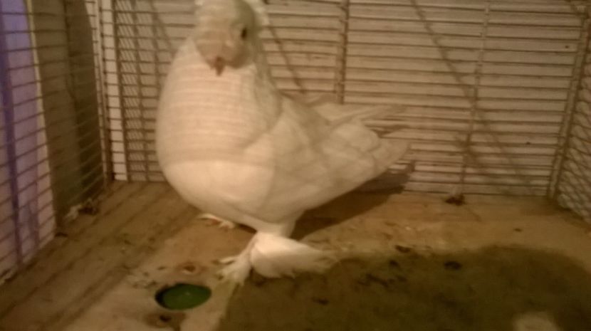  - jucatori de botosani