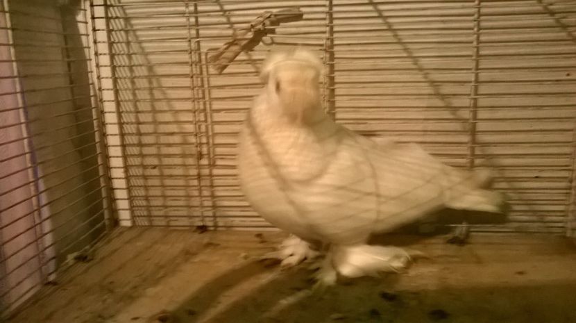  - jucatori de botosani