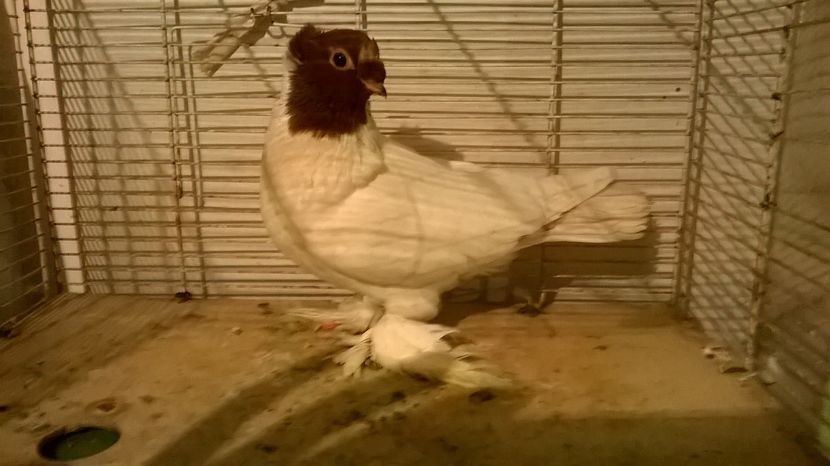  - jucatori de botosani