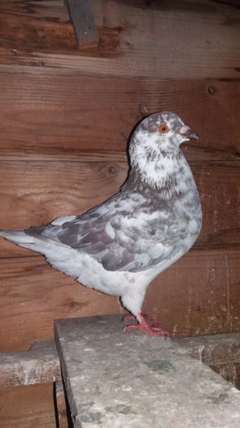 M 2016 vandut - De vanzare kingi
