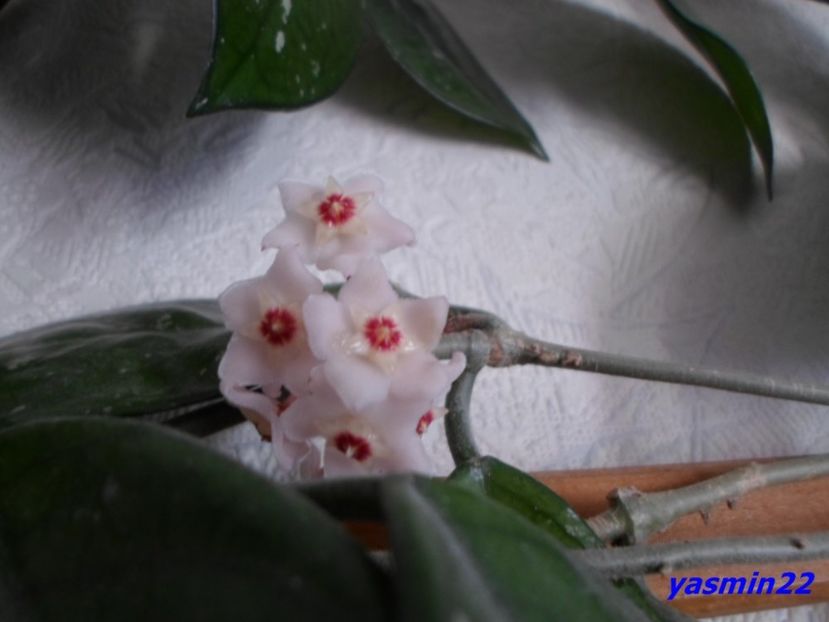 23.07.2016 - X-Hoya și Codonanthes crassifolia