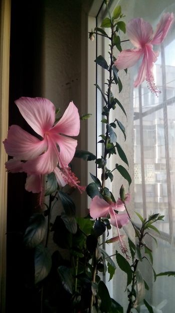 Hibi Dainty Pink - Hibiscus 2017