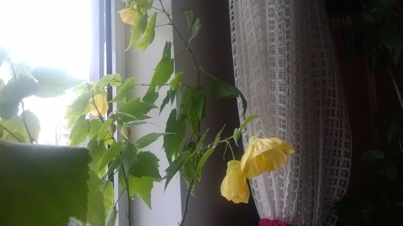  - Abutilon 2016-2017 -2018-2019