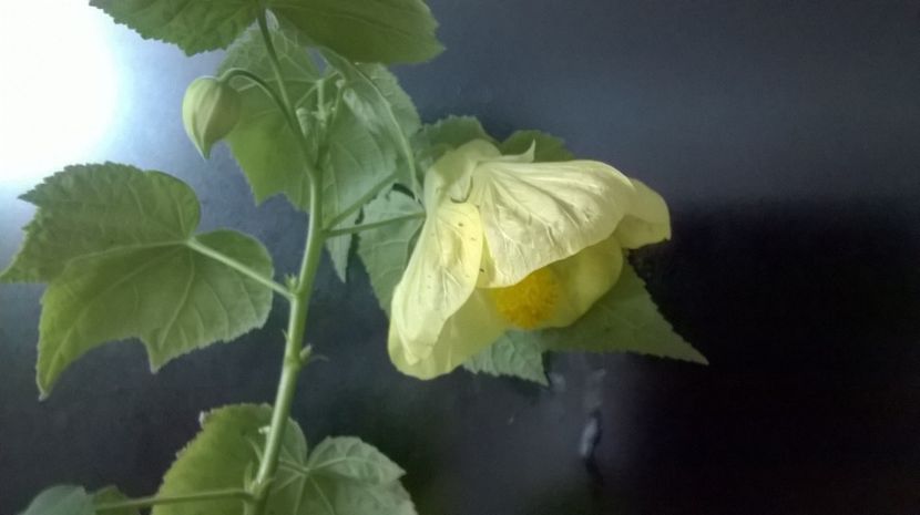  - Abutilon 2016-2017 -2018-2019