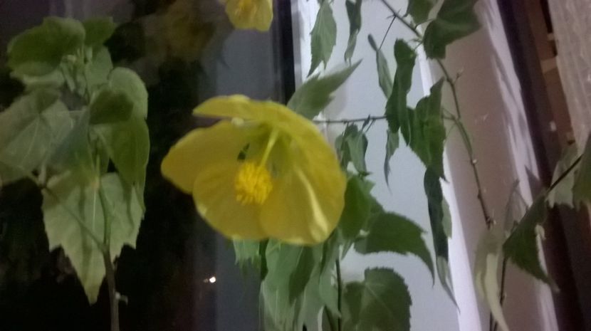  - Abutilon 2016-2017 -2018-2019