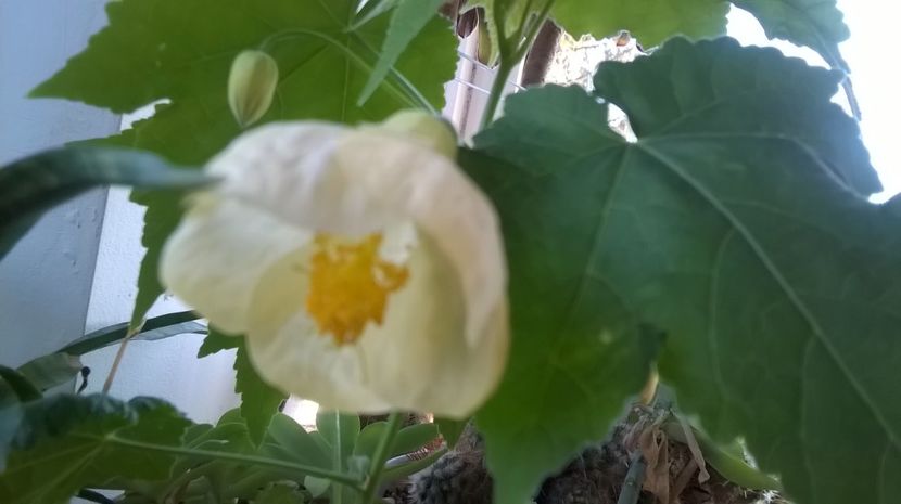  - Abutilon 2016-2017 -2018-2019
