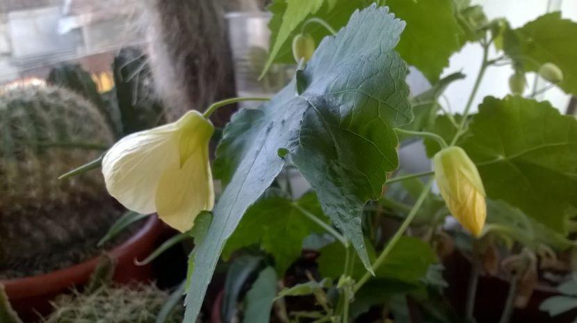  - Abutilon 2016-2017 -2018-2019