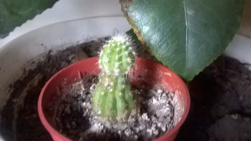  - Cactusi si suculente 2017