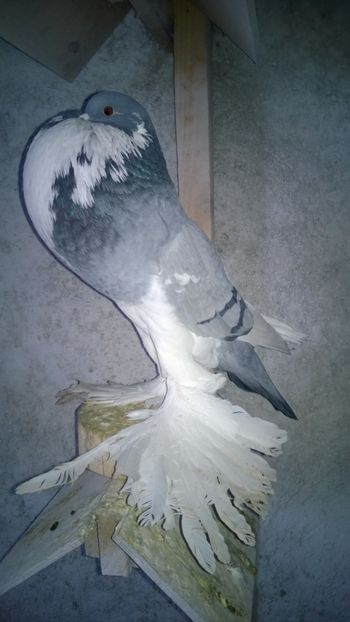 fem 2016 - Porumbei gusati