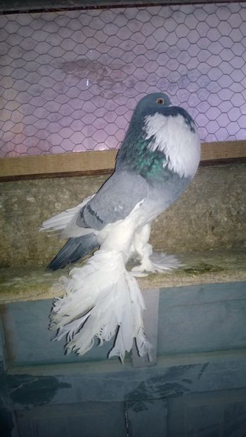 fem 2012 - Porumbei gusati