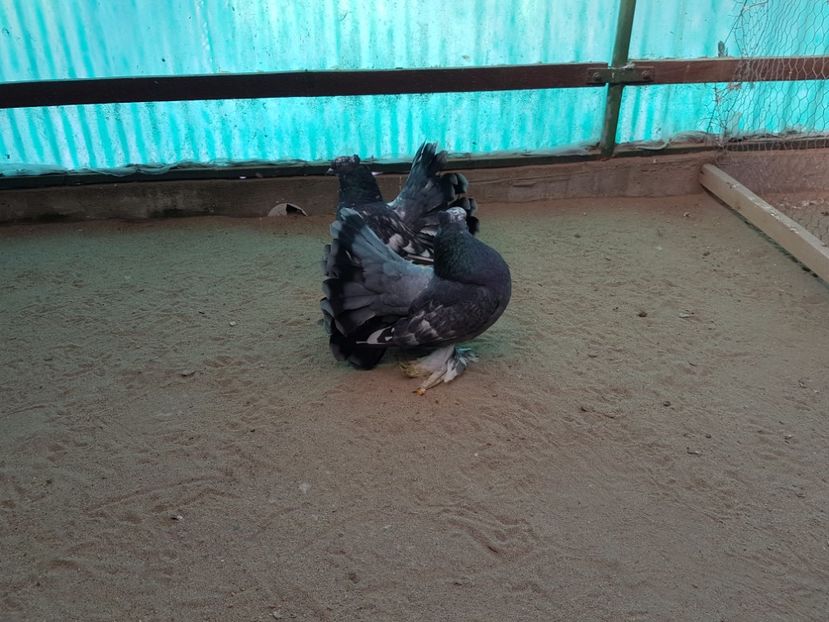  - 1 - VOLTATI INDIENI