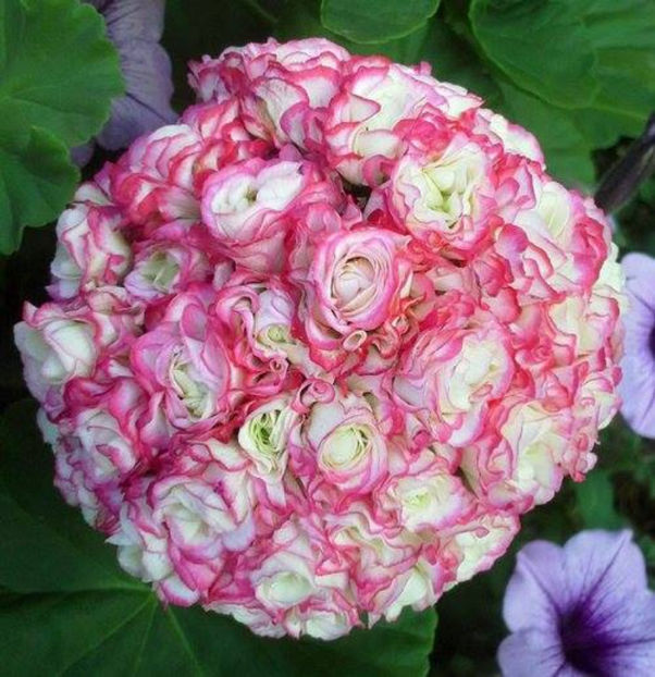 apple blossom rosebud - DORINTE - MUSCATE