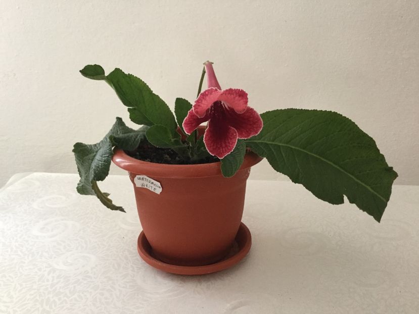  - Streptocarpusi 2017