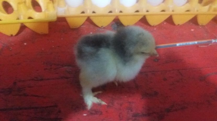  - Keltetok - clocotorie