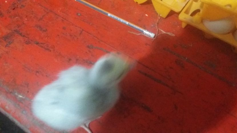  - Keltetok - clocotorie