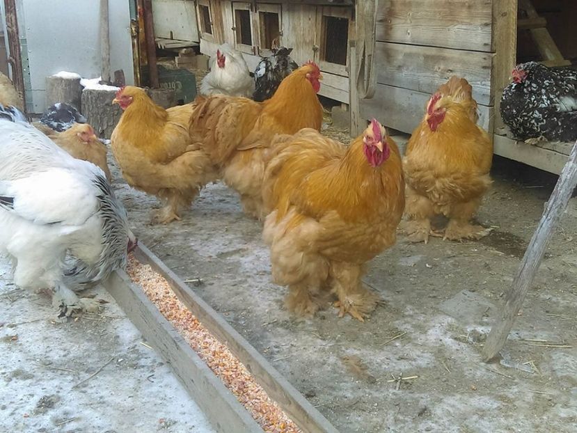  - Gaini cochinchina de vanzare si bobate pestrite 2017