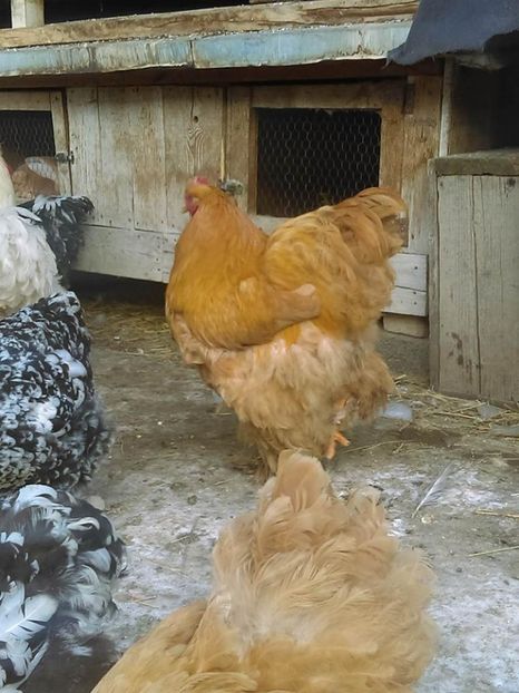  - Gaini cochinchina de vanzare si bobate pestrite 2017