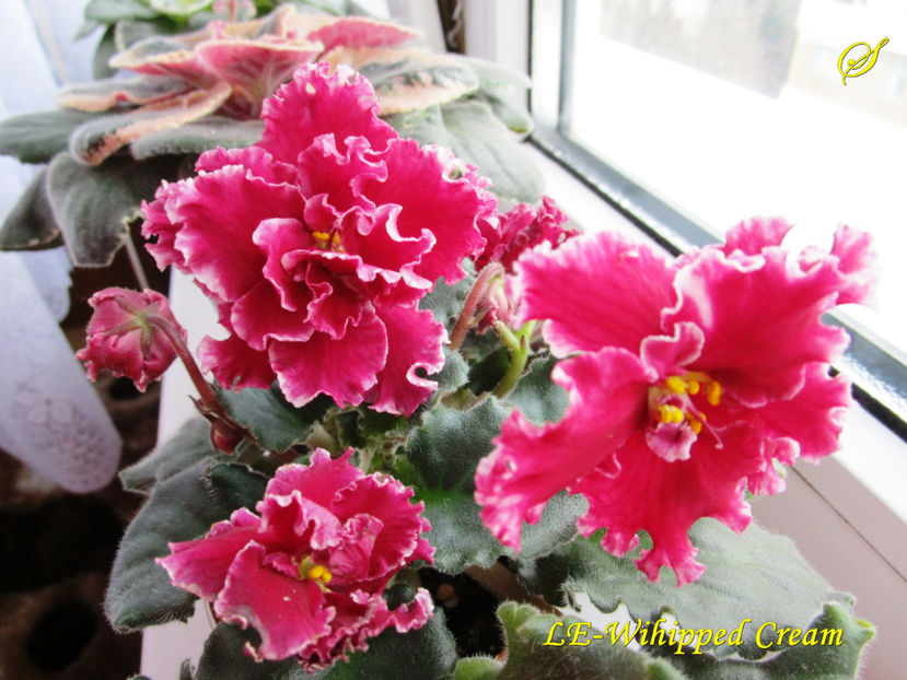 LE-Wihipped Cream sport(23-02-2017) - Violete 2017