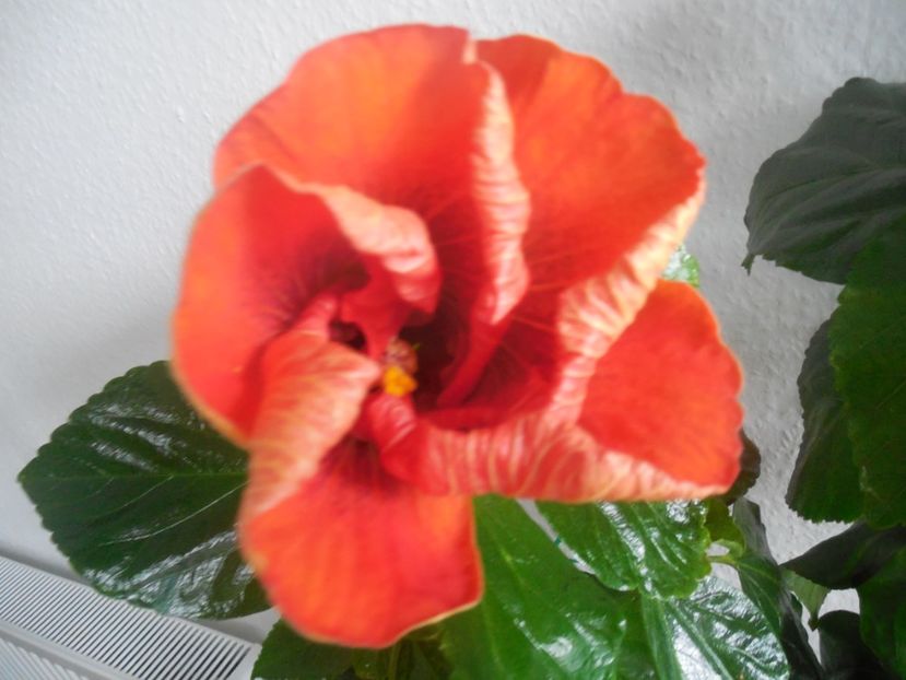  - Tahitian Dark Congo