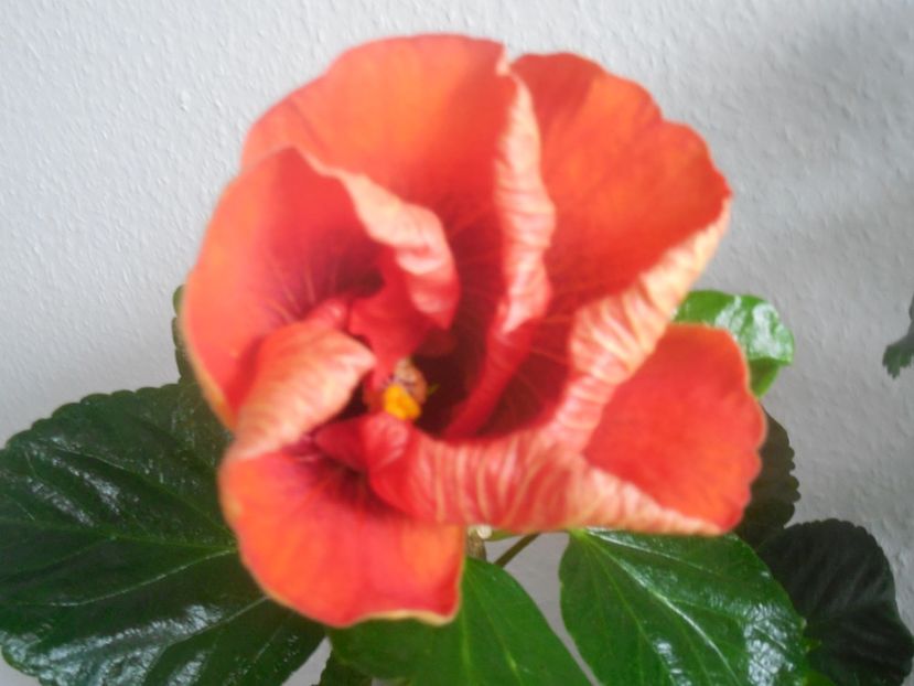  - Tahitian Dark Congo