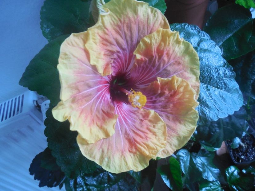  - 02Hibiscus