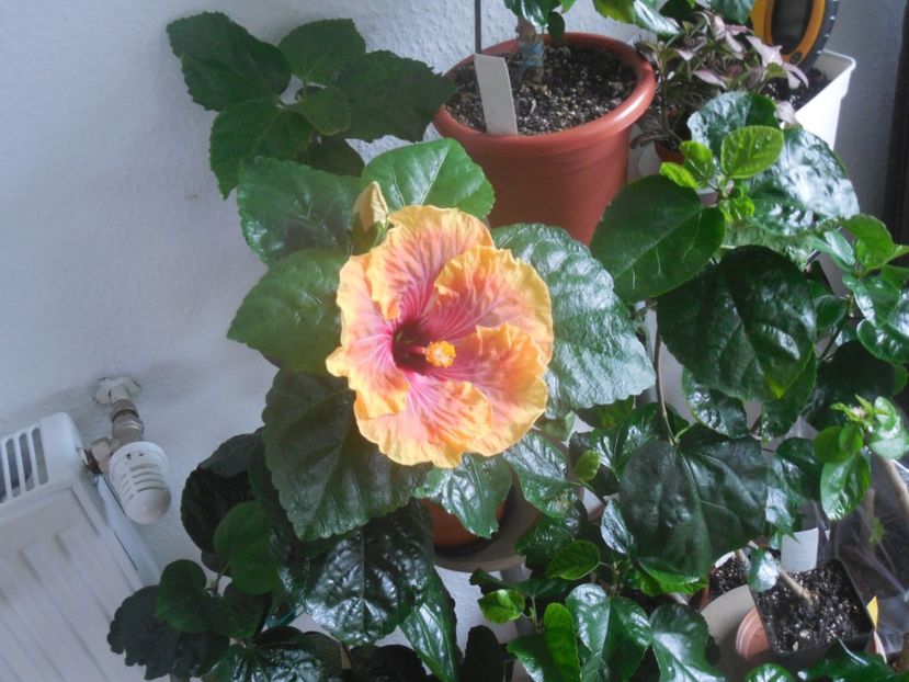  - 02Hibiscus