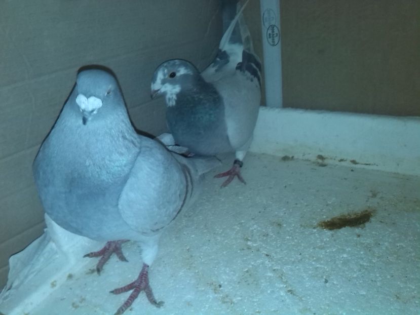 f 2016  m 2016 - O parte din porumbei vanduti