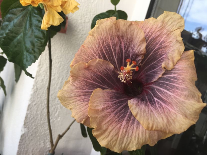 23.02.2017 - Black Rainbow