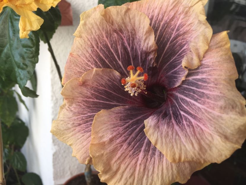 23.02.2017 - Black Rainbow