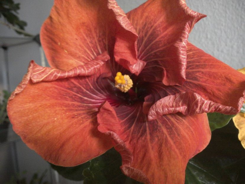 WIN_20170223_122542 - Tahitian Dark Congo